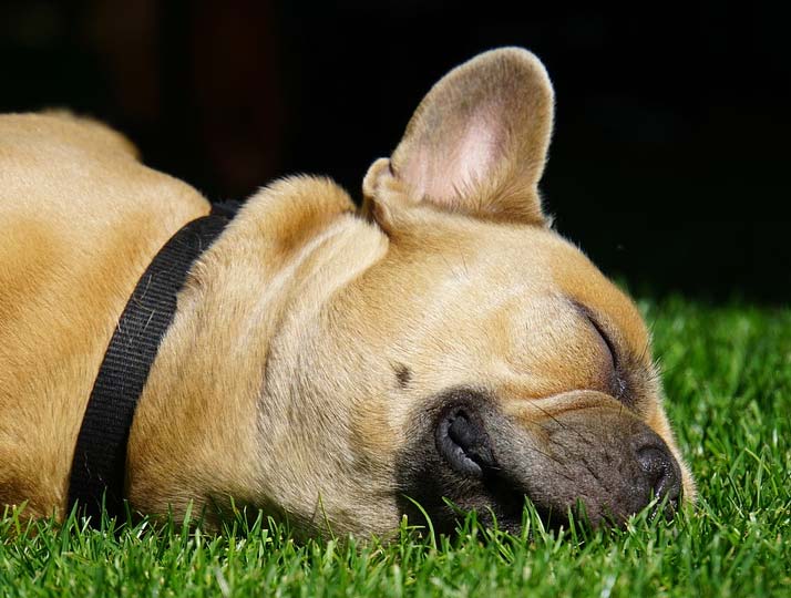 Holistic & Alternative Veterinarian in Charlotte