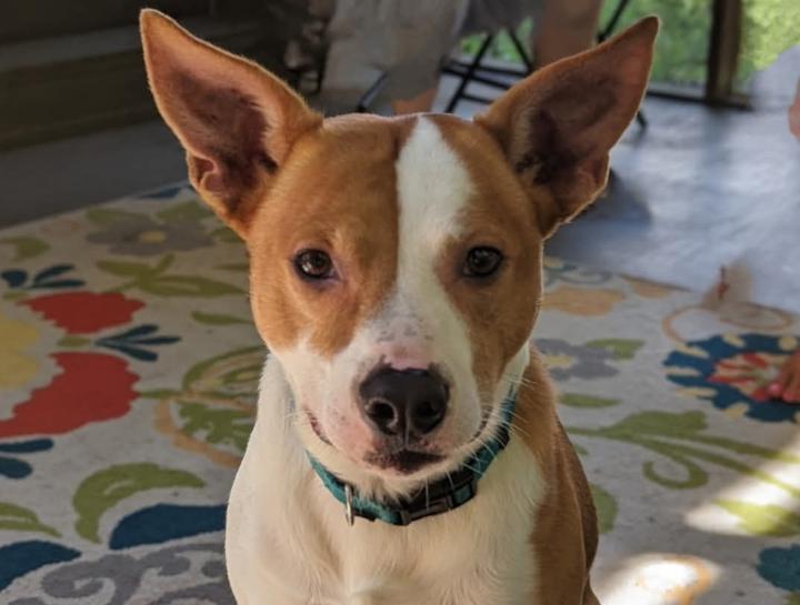 Preventive Care for Dogs