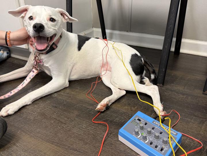 Pet Acupuncture