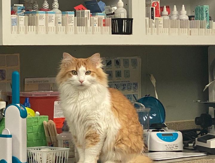 Pet Prescription Refills