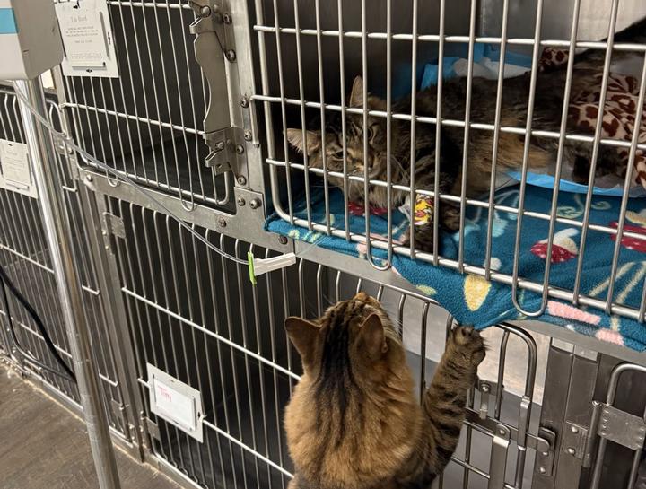 Charlotte Veterinary Surgeries