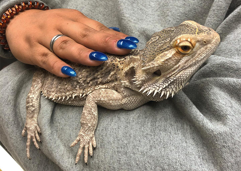 to Harris Boulevard Veterinary Clinic