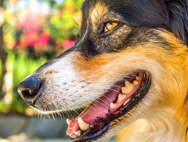 Charlotte Pet Dentists